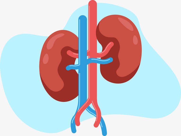 csm_kidney-basics2_10cb5ecd87.jpg