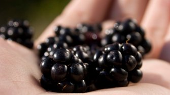 Egy marék bogyósgyümölcs ízletes kényeztetés és kiváló vitaminforrás. 